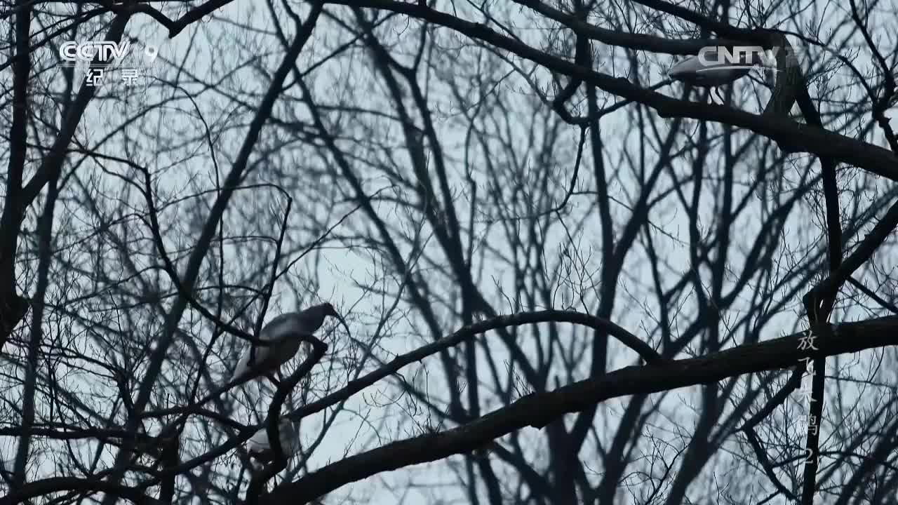 紀(jì)錄片《放飛朱鹮》第二集 謝猛配音 梵曲配音